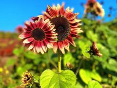 -花开海上生态园