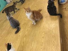 -萌喵宠狗爱心宠咖