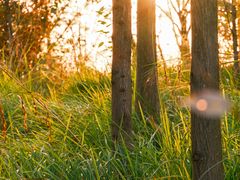 -白鹭湾湿地公园