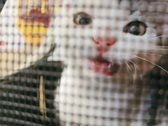 -瑞派·关忠动物医院·猫专科·犬专科(三环新城店)