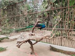 -呀路古热带植物园