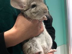 -雨林宠物医院 非犬猫异宠专科