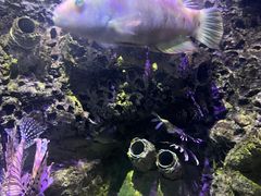 -太平洋海底世界