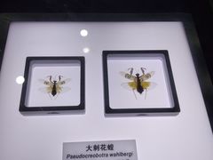-上海昆虫博物馆