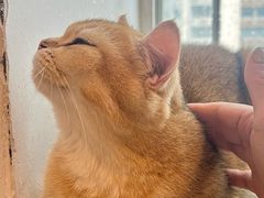 -有喵·猫咖·狗咖·40+猫狗有小奶狗(岗厦店)