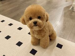 -帕帕拉兹宠物(亚洲旗舰店)