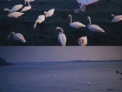 -烟墩角天鹅湖