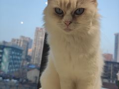 -怪兽屋·羊驼·猫咖·狗咖(俊华广场店)