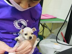-酷狗靓猫宠物·洗护·美容·寄养(航北路店)