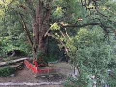 -石台牯牛降景区
