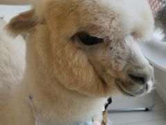 -怪兽屋·羊驼·猫咖·狗咖(俊华广场店)