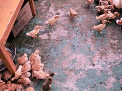 -前小桔亲子创意农场·草莓采摘·露营烧烤