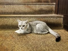 -more than meow吴止猫主题餐厅(承德 中船汇店)