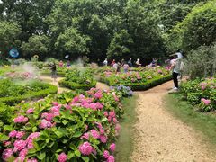 -上海共青森林公园