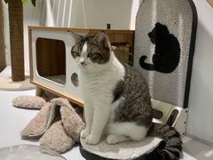 -COLOR PETS 撸猫馆·购猫·猫咖(长风大悦城店)