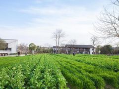 -田园东方蜜桃村的田野营地