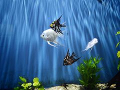 -海合安武汉极地海洋公园