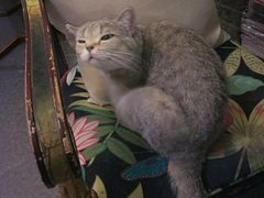 -猫色咖啡·猫咖