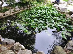 -莲湖公园