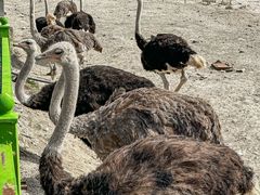 -新疆天山野生动物园