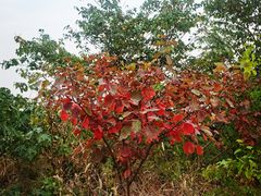 -北京西山国家森林公园