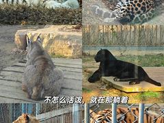 -上方山森林动物世界