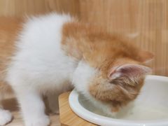-屋虎猫馆(宝安大仟里店)