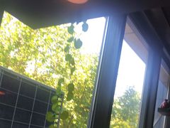 -阿洪锅贴王(小吃城店)