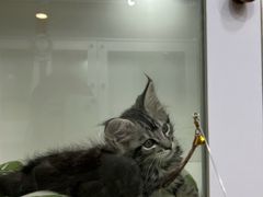 -青奢宠物·青奢猫舍