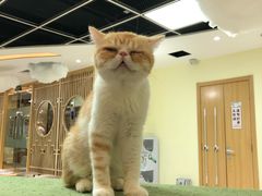 -猫和宫(六道口店)