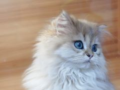 -猫十亿·布偶金渐层·曼基康矮脚猫舍(青年路店)