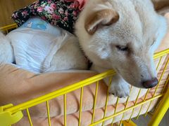 -南京Hallo宠物乐园·哈罗犬舍·柴犬繁育基地