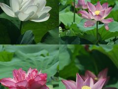 -荷塘月色湿地公园·向阳花洲