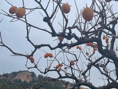 -即墨鹤山风景区