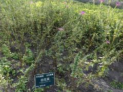 -黑龙江省森林植物园