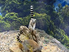 -南宫五洲植物乐园