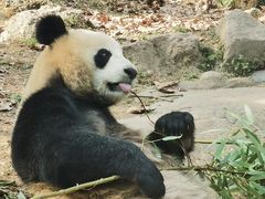 -都江堰中华大熊猫苑