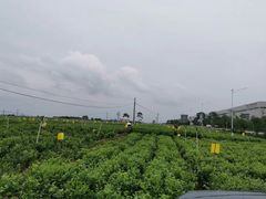 -中华茉莉园