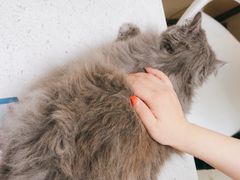 -宠颐生宠物医院·心肾内科·猫专科诊疗中心宠巢店