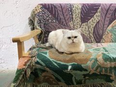 -喵屿·大理花园猫咖