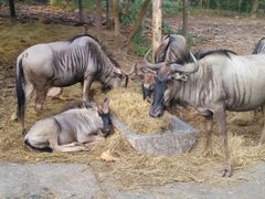 -清迈夜间动物园