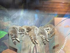 -萌宠奇缘