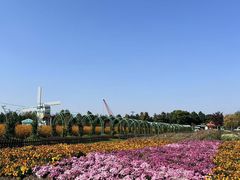 -荷兰花海