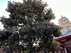 -大慈恩寺(大雁塔)