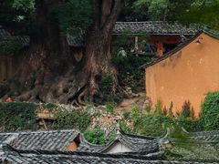 -杨家堂村