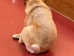 -和它·交个朋友·狗咖猫咖(爱琴海店)