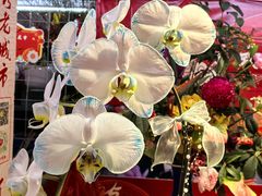 -越秀西湖花市(广州城市广场花卉店)