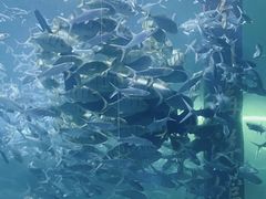 -洛阳龙门海洋馆
