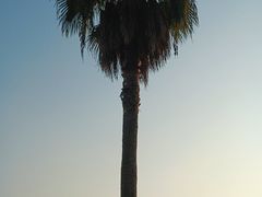 -金沙湖公园