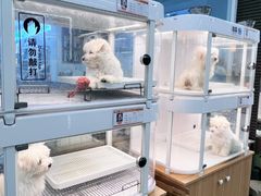 -翊宠yipet猫狗购宠庄园犬舍•猫舍